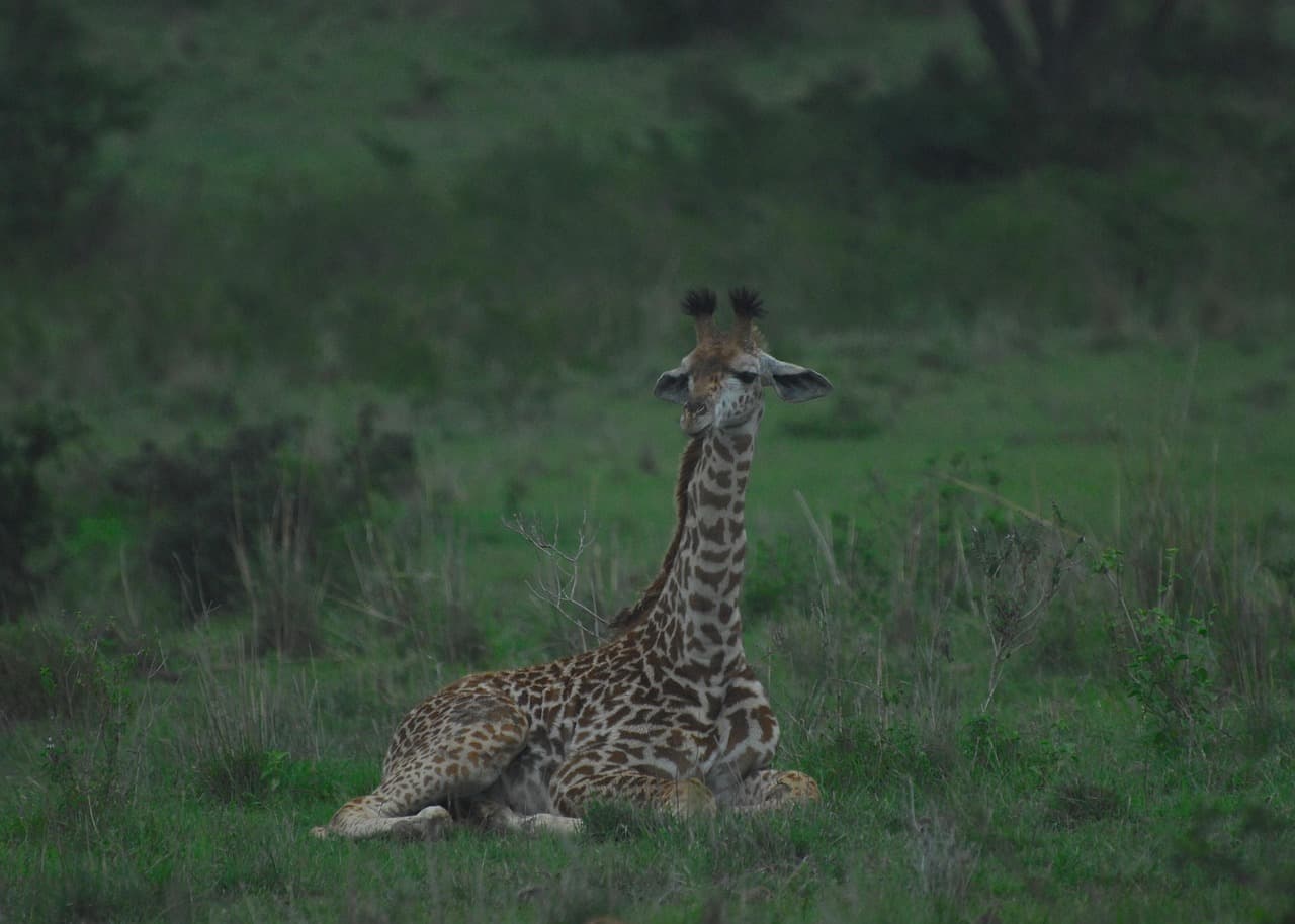A giraffe in Nairobi National Park near the city